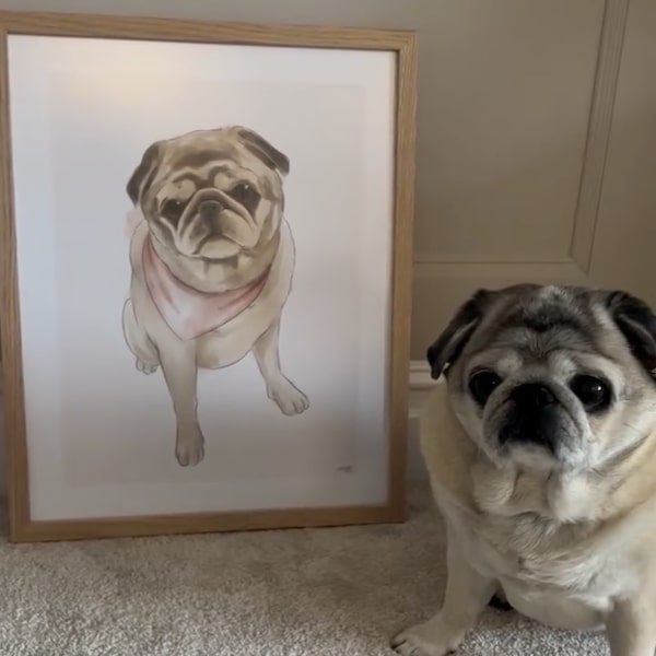 Colorful drawing of a pug, post by @homeofneddy
